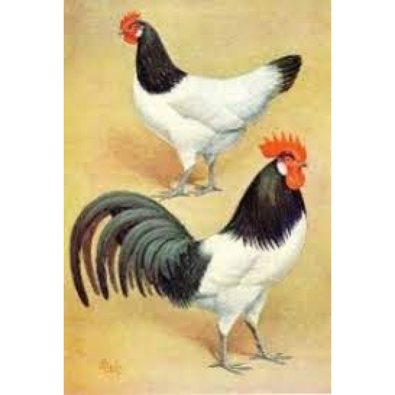 Lakenvelder hennen kuken (Gross)